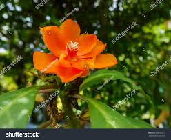 Image result for Pereskia