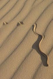 pin by hanan issa on desert deserts deserts of the world snake