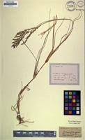 Image result for Zostera capensis