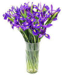 Get hot deals on beautiful flowers and floral arrangements at avas flowers. Iris Flowers By Flourish