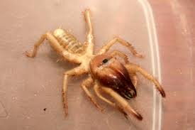 Some families have had to leave their homes after all efforts to successfully exterminate. Camel Spider Bite Facts And Information