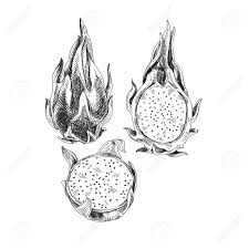 Hand Drawn Dragon Fruit Vector Illustration On White Background Royalty Free Cliparts Vectors And Stock Illustration Image 95446568 Can we take seriously a food that sounds and looks more like a conversation piece? hand drawn dragon fruit vector illustration on white background