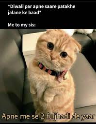 Diwali Cats Animals Dogs