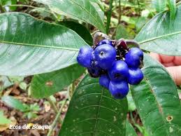 Image result for Psychotria articulata