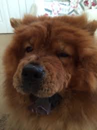 Tired Chow Chow Chow Chow Dogs Chow Chow Golden Retriever