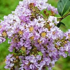 We did not find results for: Muskogee Crape Myrtle Naturehills Com