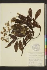 Image result for Monosis