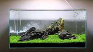 Amazing Monte Carlo Plant Tank Ideas Aquascape Paludarium Blog Aquascape Aquascape Aquarium Aquarium Fish Tank