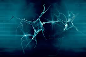 It is the main component of nervous tissue in all animals except sponges and placozoa. The Brain Clearing Out Dead Neurons Captured In Video First