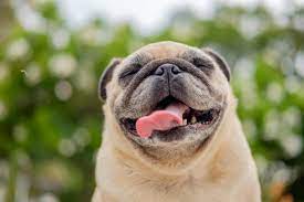 Maybe you would like to learn more about one of these? Sabias Que Tu Perro De Raza Pequena Necesita Una Alimentacion Especial Descubre Por Que Vix