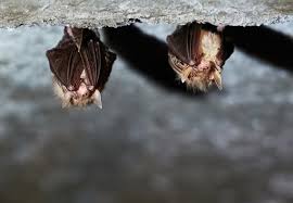 Did you know that there are more than forty different species of bats in the united states alone? Top 4 Best Bat Repellents Updated For 2021