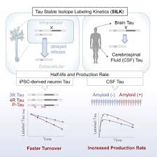 There are about 86 billion nerve cells in the human brain. Tau Kinetics In Neurons And The Human Central Nervous System Sciencedirect