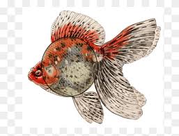 Swim Bladder Disease Png Images Pngwing