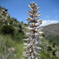 Image result for Drimia elata