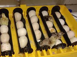 Maybe you would like to learn more about one of these? Makin Kembang Makin Cantik