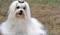 8 Awesome Maltese Mixes: The Cutest, Cuddliest Maltese ...