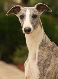 whippet hund wesen erziehung und eigenschaften whippet hund hunde whippet
