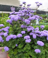 Image result for Ageratum
