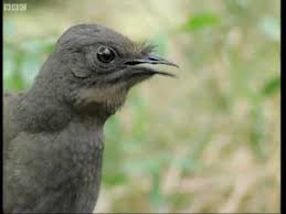 Bird That Sounds Like A Car Alarm At Night Most Talented Bird Ever Mimics Chainsaws Camera Shutters Car Alarms Video Bird Birds Amazing