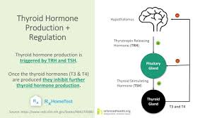 Image result for Thyroid Function Summary