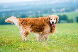 Maybe you would like to learn more about one of these? Everything You Need To Know About The Golden Retriever K9 Web