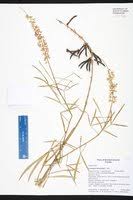 Image result for Crotalaria lanceolata