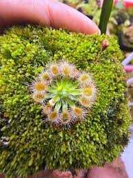 Image result for Drosera pilosa