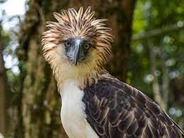 So many different animals live here that by looking at the rainforest, we have a chance to study adaptations and interactions that may not be found anywhere else. Rainforest Animals On The Verge Of Extinction