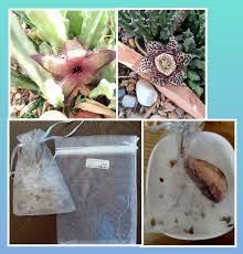 I found a really great way to collect the seeds from pods that open!  Organza gift bags from PNA stores. So easy to put over the pod and pull it  closed with