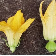 So my question is this: Male Left And Female Right Squash Flowers Note That The Ovary Of Download Scientific Diagram