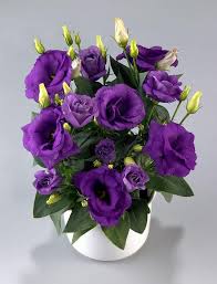 Image result for eustoma lisianthus in vase