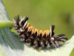 These yellow caterpillars with black spikes grow to about 2 (5 cm) long. Milkweed Tussock Caterpillar By Christine Young Jungledragon