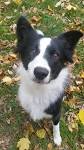 Border Collie Puppies For Sale - AKC PuppyFinder
