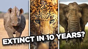 10 Animals That May Go Extinct In The Next 10 Years