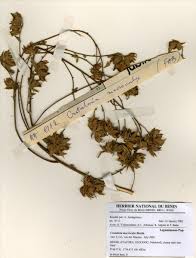 Image result for Crotalaria cylindrocarpa