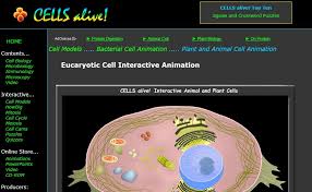 Fill in animal cell chart 7. Item Details Collections