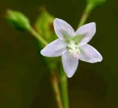Image result for Syncolostemon flabellifolius