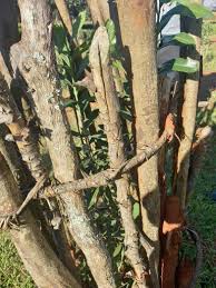 Image result for Warburgia