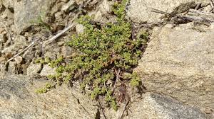 Image result for Landolphia glabra