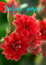 Kartinki S Nadpisyami Dobroe Utro Kalanchoe Blossfeldiana Red Flowers Flowers
