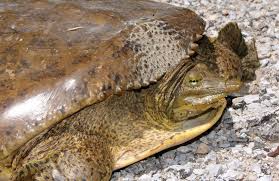 With females the tail needs to be broad to allow eggs to pass through, but it won't appear full and meaty. Spiny Softshell Turtle Apalone Spinifera About Animals