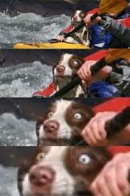 The following supplies will come in handy for using these free funny taco svgs. 15 White Water Rafting Memes Ideas White Water Rafting Rafting Funny Pictures