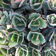 Image result for Kalanchoe fedtschenkoi