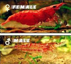 Cherry Shrimp Care Size Lifespan Tankmates Feeding