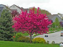 Flowering trees near the river. Nine Benefits Of Having Fruiting And Flowering Trees