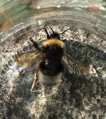 Image result for Bombus norvegicus