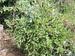 Image result for Phytolacca dodecandra