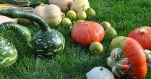 Kurbisse Die Pralle Vielfalt Hier Find Ich Was Kurbisse Essbare Kurbisse Gefullter Kurbis