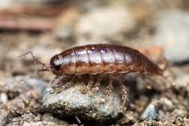 Image result for Mystacidium gracile