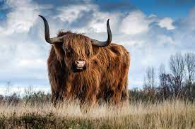 What does bull mean sexually.